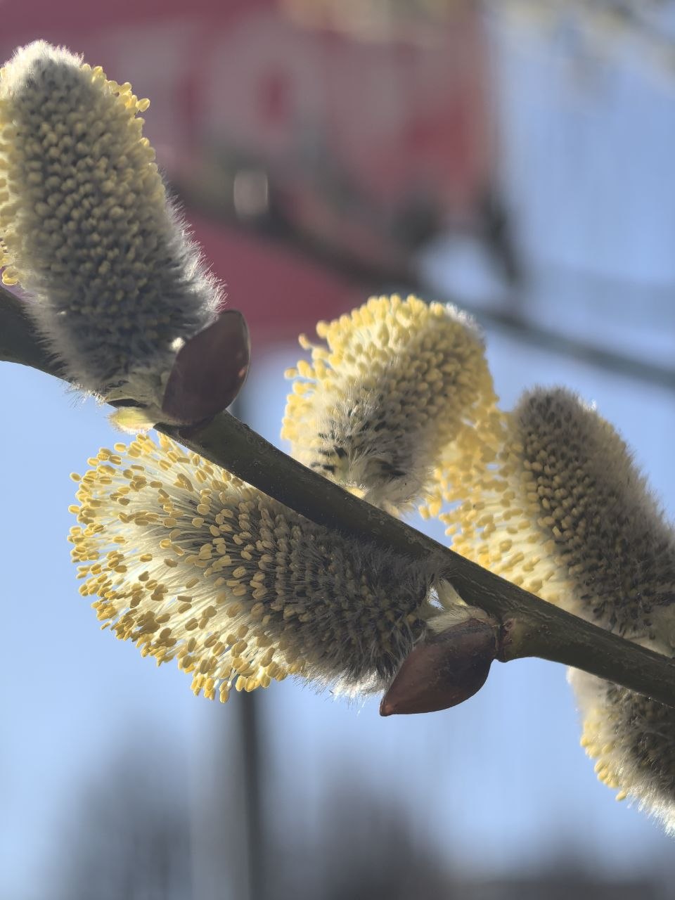 Изображение к статье «Весна: главная победа света и жизни, которую мы ждали целый год»